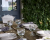Тарелка 27см COSTA NOVA, серия White TP273-WHT(TP273-00201Z) Тарелка 27см COSTA NOVA, серия White TP273-WHT(TP273-00201Z)